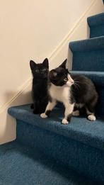 Kittens, Poes, 0 tot 2 jaar