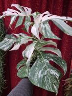 Monstera Deliciosa Variegata XXL p17 (1), Ophalen of Verzenden, Halfschaduw, Minder dan 100 cm