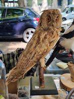 Mooie opgezette uil, taxidermie, Ophalen of Verzenden, Zo goed als nieuw, Vogel, Opgezet dier