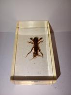 insect in epoxy hars 05, Ophalen of Verzenden, Nieuw, Insect, Beeldje of Figuurtje