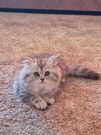 Kittens ter adoptie, Dieren en Toebehoren