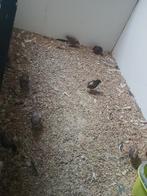 Chinese kwartels, Dieren en Toebehoren, Vogels | Overige Vogels, Meerdere dieren