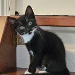 ADVERTENTIE GEWIJZIGD: Te koop 1 lieve kitten., Dieren en Toebehoren, Meerdere dieren