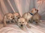 Blonde labradors puppys, Dieren en Toebehoren, Honden | Retrievers, Spaniëls en Waterhonden, Labrador retriever, Meerdere, Meerdere dieren