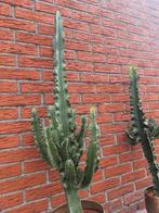 Grote cactus 120 cm, Tuin en Terras, Planten | Bomen, Ophalen, Volle zon, Overige soorten