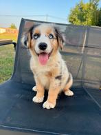 Australian shepherd pups, Dieren en Toebehoren, Honden | Herdershonden en Veedrijvers, België, Particulier, CDV (hondenziekte)