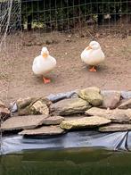 Koppeltje witte kwakers, Dieren en Toebehoren, Meerdere dieren, Eend