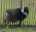 Sherino x wenslydale ram, Dieren en Toebehoren, Schapen, Geiten en Varkens