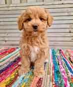 Prachtige boomer x toy poedel pups, Dieren en Toebehoren, Nederland, Overige rassen, CDV (hondenziekte), 8 tot 15 weken