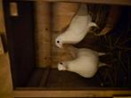 Te koop koppel witte postduiven met stamboom, Dieren en Toebehoren, Meerdere dieren, Postduif