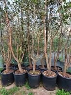 Quercus Suber / Mediterrane kurkeik / wintergroen ‼️‼️, Bloeit niet, 250 tot 400 cm, Ophalen, Volle zon