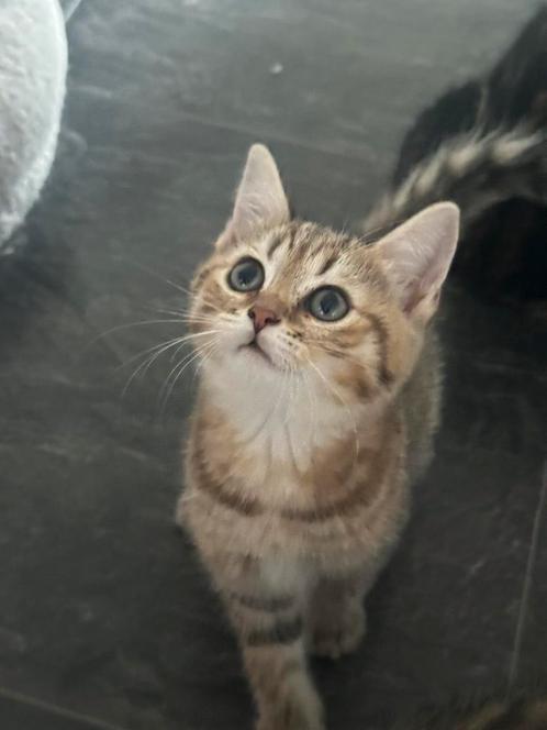 Kittens klaar voor verhuizing!, Dieren en Toebehoren, Katten en Kittens | Overige Katten, Kortharig, Meerdere dieren, 0 tot 2 jaar