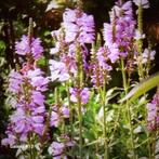 Zaad Scharnierplant - Physostegia virginiana, Overige soorten, Volle zon, Vaste plant, Ophalen of Verzenden