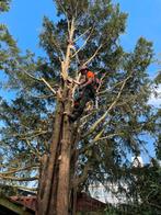 bomen rooien/kappen en snoeien, Ophalen, Volle zon, Overige soorten