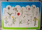 Vintage schoolplaat Wilde Flora in Nederland, Antiek en Kunst, Antiek | Schoolplaten, Ophalen, Natuur en Biologie