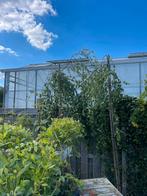 Hoogstam treurberken  2 stuk echt potgekweekt mooi dikkestam, Tuin en Terras, Planten | Bomen, Bloeit niet, 100 tot 250 cm, Ophalen