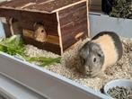 TeKoop, Cavia, Vrouwelijk