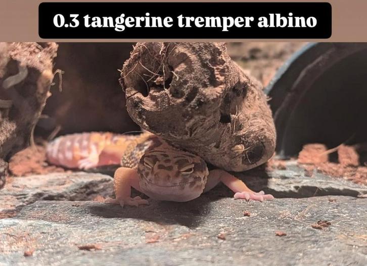 0.3 Tangerine Tremper Albino Luipaardgekko
