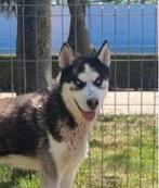 AIN: Tyson, Buitenland, Eén hond, 3 tot 5 jaar, Reu