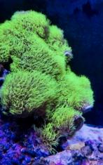 Groenesterpoliep stekplateau ca. 18 cm, Overige typen