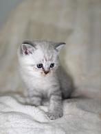 Britse korthaar kittens, Meerdere dieren, Gechipt, 0 tot 2 jaar