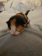 Prachtige kruising britse korthaar/Europese korthaar, Dieren en Toebehoren, Katten en Kittens | Overige Katten, Poes