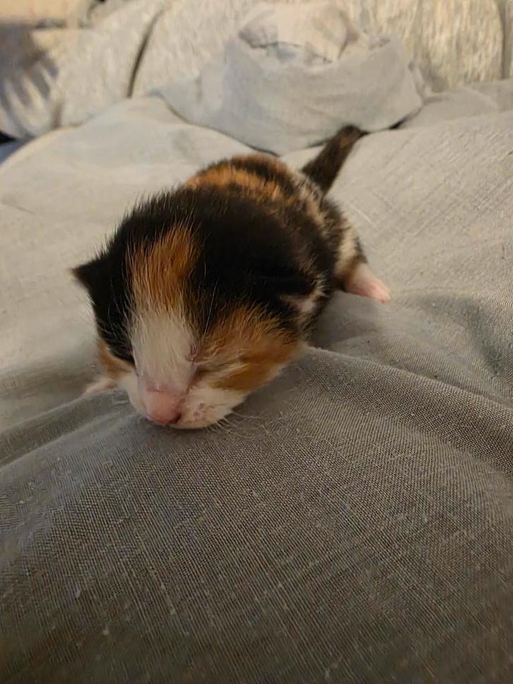 Prachtige kruising /Europese korthaar, Dieren en Toebehoren, Katten en Kittens | Overige Katten, Poes