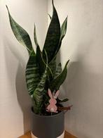 Sanseveria (slangentong) stekjes €1, Ophalen, Overige soorten, Halfschaduw, Minder dan 100 cm