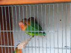 Jonge agaporniden fischeri om tam te maken, Dieren en Toebehoren, Vogels | Parkieten en Papegaaien, Geslacht onbekend, Dwergpapegaai of Agapornis
