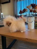 Super mini pomeriaan, Dieren en Toebehoren, Honden | Poolhonden, Keeshonden en Oertypen, Rabiës (hondsdolheid), Overige rassen