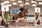Zeer fijne betrouwbare B pony, Dieren en Toebehoren, Pony's, Merrie, Gechipt, Springpony, L