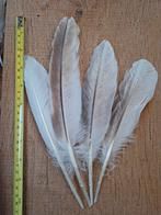 4 leuke grotere veren,echte veren rui wit/bruin, Hobby en Vrije tijd, Knutselen, Gebruikt, Materiaal, Ophalen of Verzenden, Nvt