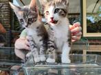 Nog 2 Mooie katers Maine Coon x Chartreux, Meerdere dieren, 0 tot 2 jaar
