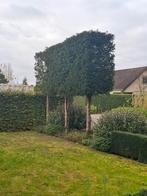 Taxus bomen 5 stuks, Ophalen, Taxus, Haag, 250 cm of meer