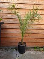 Phoenix canariensis, Tuin en Terras, Planten | Bomen, Ophalen of Verzenden, In pot, Volle zon, Overige soorten