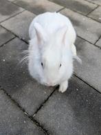 Lief vrouwtjes konijn 4 maanden oud, Dieren en Toebehoren, Vrouwelijk