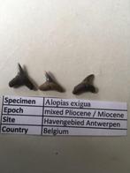 Haaientanden uit havengebied Antwerpen: Alopias exigua, Verzamelen, Mineralen en Fossielen, Ophalen of Verzenden, Fossiel