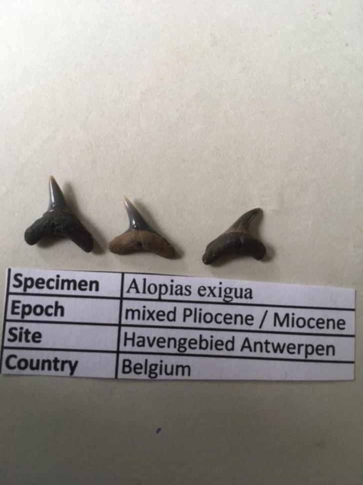 Haaientanden uit havengebied Antwerpen: Alopias exigua, Verzamelen, Mineralen en Fossielen, Fossiel, Ophalen of Verzenden