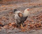 Brahma haan groot, Dieren en Toebehoren, Mannelijk, Kip