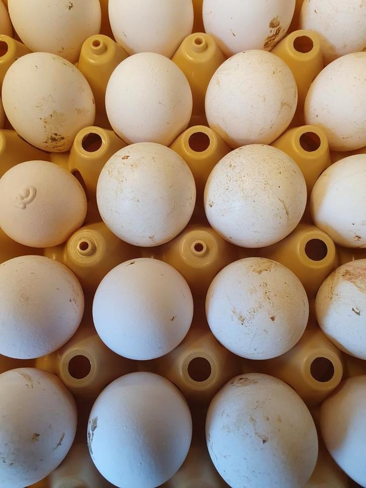 Heerlijke verse witte 2e soort eieren slechts 0.12 cent p/st, Diversen, Levensmiddelen, Ophalen