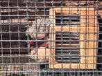 rode kardinalen, Dieren en Toebehoren, Vogels | Overige Vogels, Meerdere dieren
