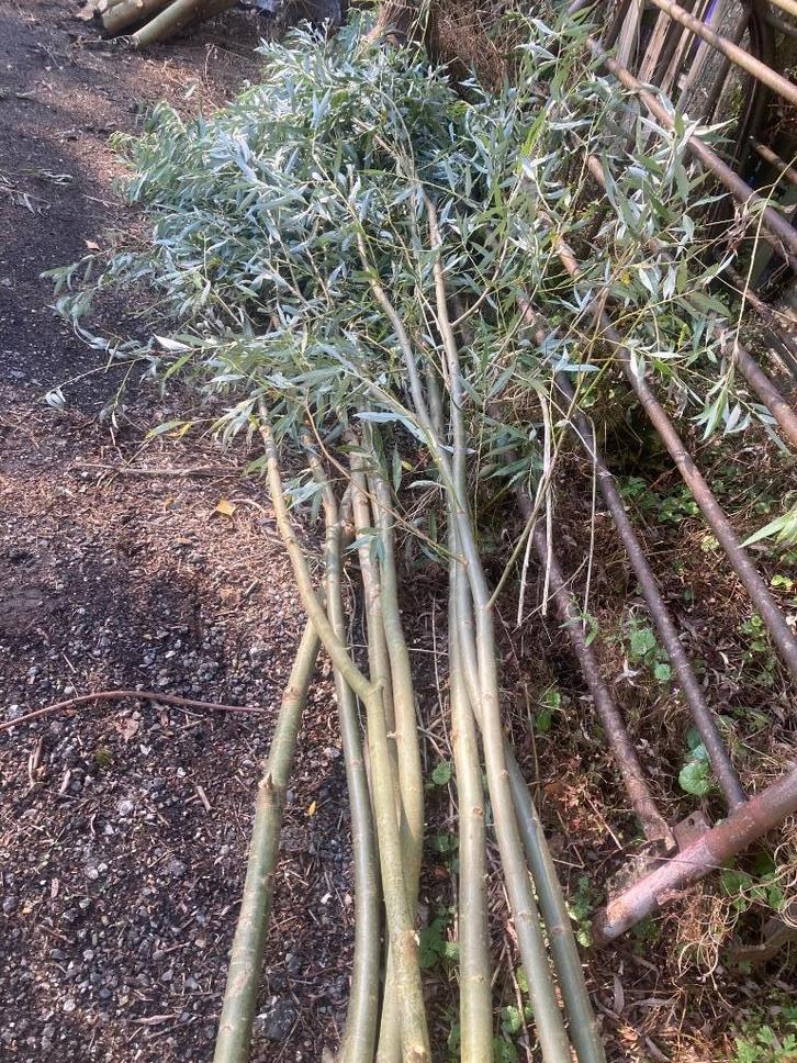 9 stuks wilgenboom 3-4 cm dik 4 meter lang poters, Tuin en Terras, Planten | Bomen, Overige soorten, 400 cm of meer, Volle zon