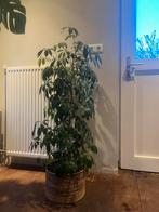 Grote Schefflera kamerplant met bamboe pot, Ophalen, 100 tot 150 cm, Overige soorten, Halfschaduw