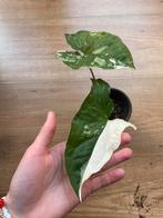 Syngonium albo variegata kamerplant, Huis en Inrichting, Kamerplanten, Ophalen, Overige soorten, Minder dan 100 cm