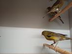 Timbrado kanaries, Dieren en Toebehoren, Vogels | Overige Vogels, Meerdere dieren, Geringd
