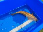 Chagoi, Dieren en Toebehoren, Vissen | Vijvervissen, Karper of Koi