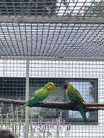 1-0 barraband. Ovj, Dieren en Toebehoren, Vogels | Parkieten en Papegaaien, Mannelijk, Parkiet