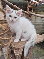 2 Ragdoll x mainecoon poesjes, gevaccineerd en gechipt, Poes, Gechipt