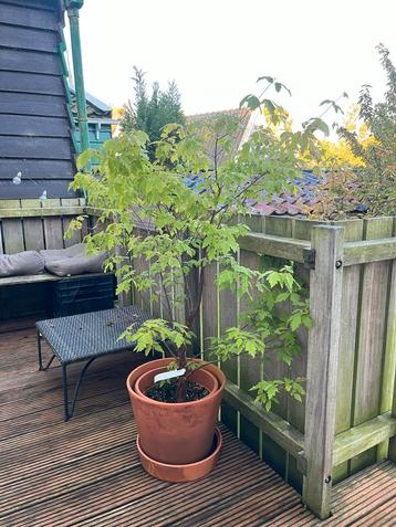 Papieresdoorn (Acer griseum) - Bijzondere boom! beschikbaar voor biedingen