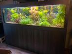Aquarium compleet, Ophalen of Verzenden, Zo goed als nieuw, Gevuld zoetwateraquarium